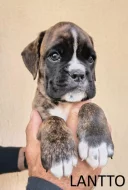 Nemecký boxer šteniatka s PP