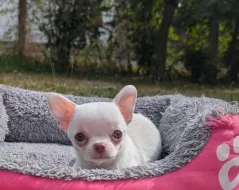 Čivava krátkosrstá  s PP