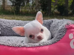 Čivava krátkosrstá  s PP