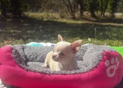 Čivava krátkosrstá  s PP