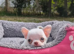 Čivava krátkosrstá  s PP