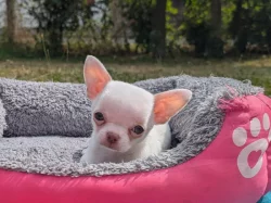 Čivava krátkosrstá  s PP