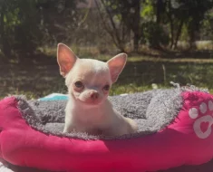 Čivava krátkosrstá  s PP