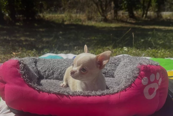 Čivava krátkosrstá  s PP