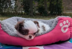 Čivava dlouhosrstá s PP