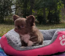 Čivava dlouhosrstá s PP