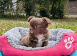 Čivava dlouhosrstá s PP