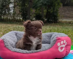 Čivava dlouhosrstá s PP