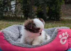 Čivava dlouhosrstá s PP