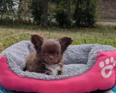 Čivava dlouhosrstá s PP