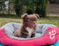 Čivava dlouhosrstá s PP