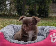 Čivava dlouhosrstá s PP