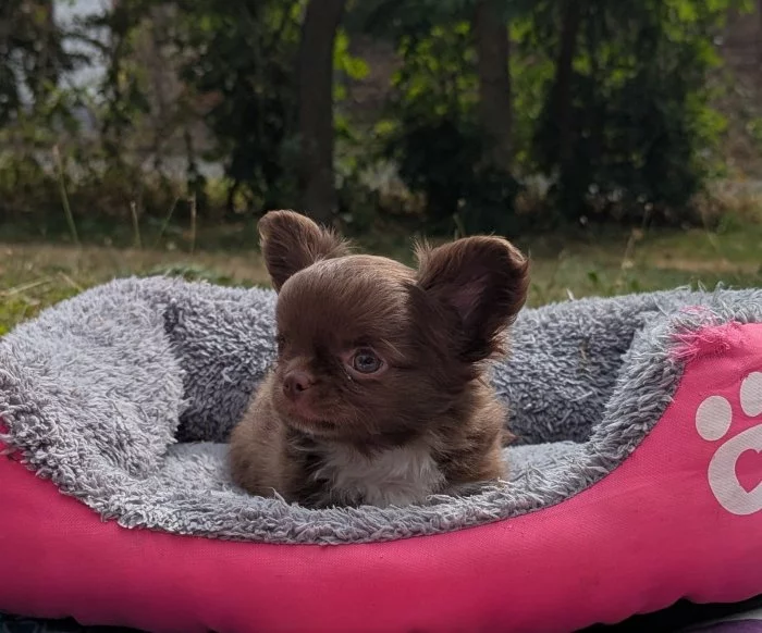 Čivava dlouhosrstá s PP