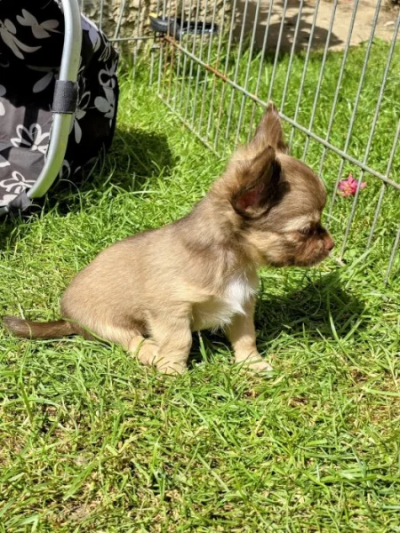 čivava dlouhosrstá s PP fenka
