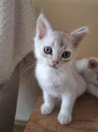 Burmilla - koťata s PP