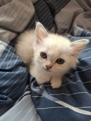 Burmilla - koťata s PP