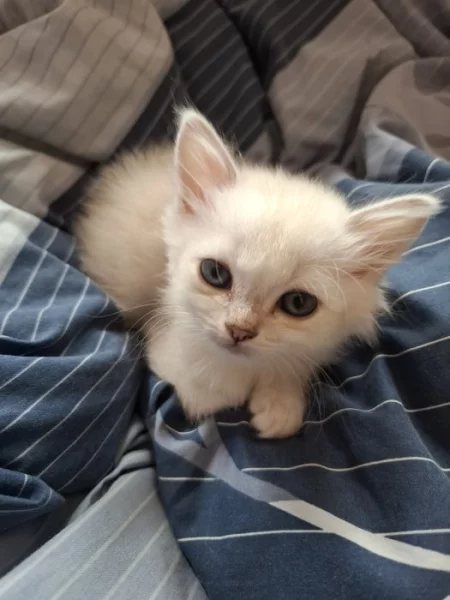 Burmilla - koťata s PP