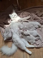 Burmilla - koťata s PP