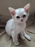 Burmilla - koťata s PP