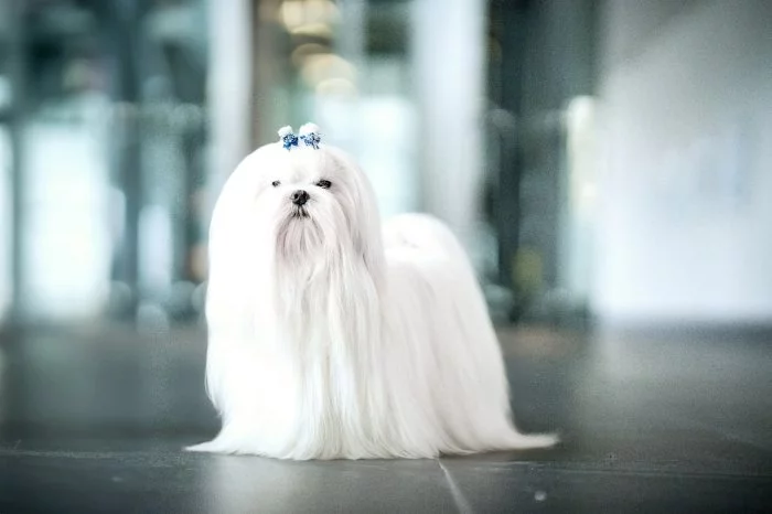 Maltézský psík s PP