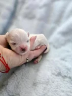 Maltézský psík s PP