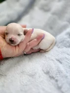 Maltézský psík s PP