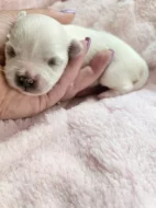 Maltézský psík s PP