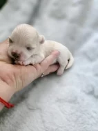 Maltézský psík s PP