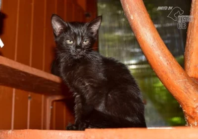 Kotě hledá nový domov