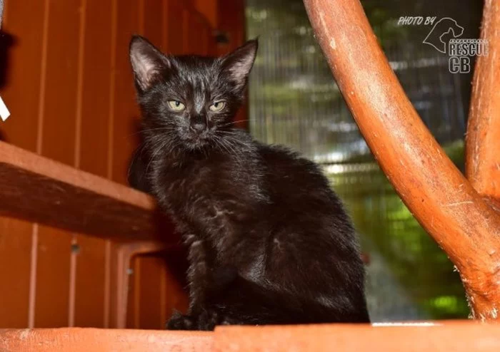 Kotě hledá nový domov