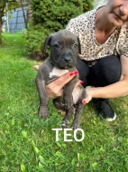 Americký stafordšírský teriér