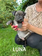 Americký stafordšírský teriér