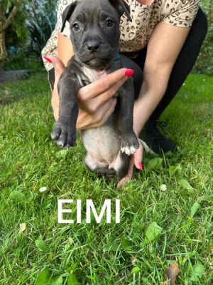 Americký stafordšírský teriér