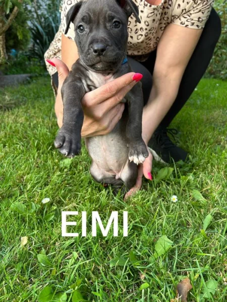 Americký stafordšírský teriér