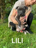 Americký stafordšírský teriér