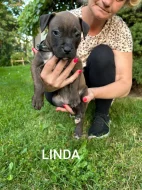 Americký stafordšírský teriér