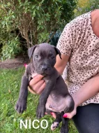 Americký stafordšírský teriér