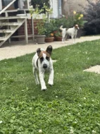 Kříženeček foxteriérů - Ihned k odběru!