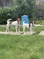 Kříženeček foxteriérů - Ihned k odběru!