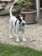 Kříženeček foxteriérů - Ihned k odběru!