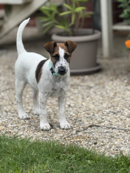 Kříženeček foxteriérů - Ihned k odběru!