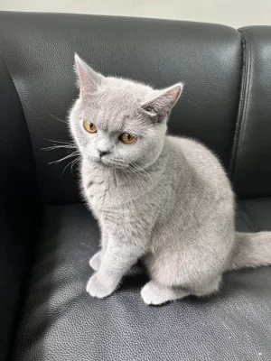 Britská modrá kočička bez PP