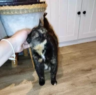 Kočička Lékorka hledá nový domov