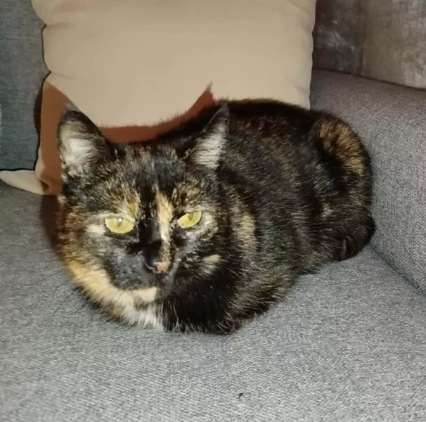 Kočička Lékorka hledá nový domov