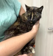 Kočička Lékorka hledá nový domov