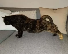 Kočička Lékorka hledá nový domov