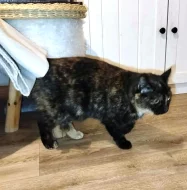 Kočička Lékorka hledá nový domov