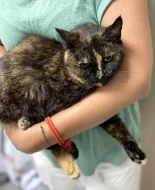 Kočička Lékorka hledá nový domov