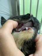 Kočička Lékorka hledá nový domov