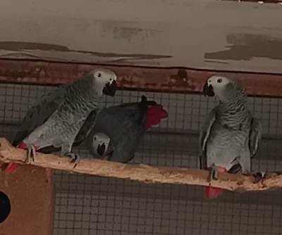 Prodám žako šedý